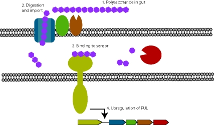 Highly specific membrane protein complexes enable gut bacteria to sense and degrade specific plant cell wall polysaccharides and augment human digestive capabilities.