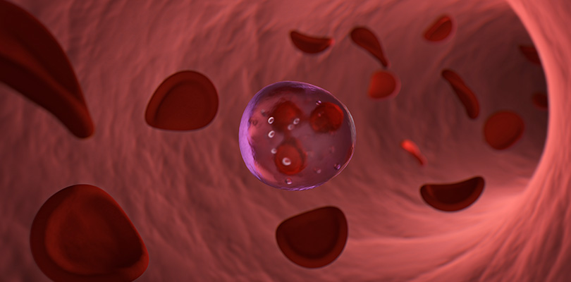 Blood cells