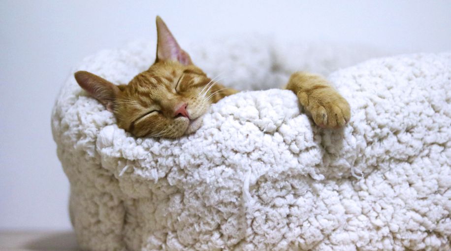 An orange cat sleeping in a plush bed.